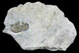 Rare, Pseudodechenella Trilobite - Hungry Hollow, Ontario #107509-1